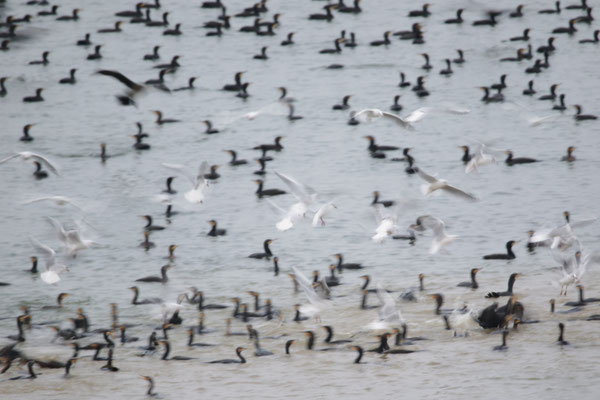 Laurent Charpentier, EMBOUTEILLAGE SUR LE LAC .600mm AU 1/20s