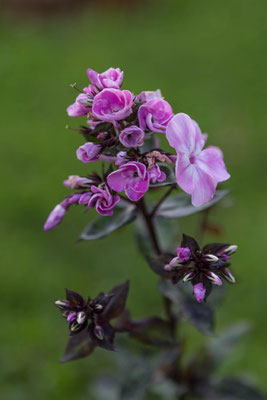 Martine Docquin, kalanchoë