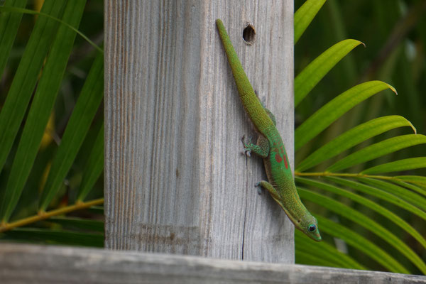 Christelle Jarek - La Réunion -  Lézard gecko vert