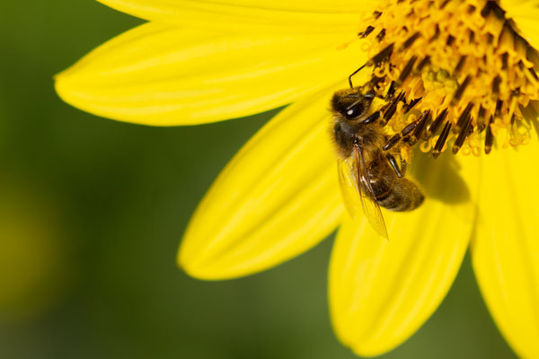 Serge Murschel - Abeille Domestique en pleine séance de butinage (Jardin de Berchigranges)   90mm, 1/800s,  f4,5, ISO 100