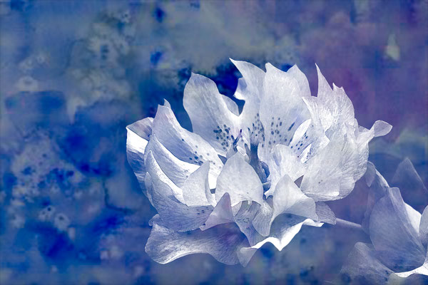 Cathy Murschel, Studio-Fleur, effet aquarelle