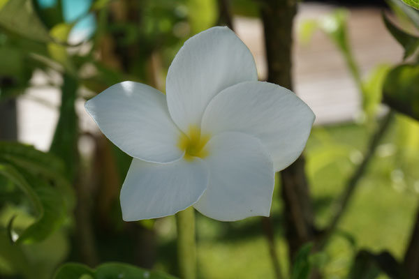 Christelle Jarek - La Réunion - Fleur 