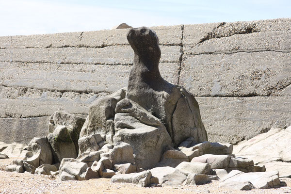 Albert Wauthier - Un phoque fossilisé