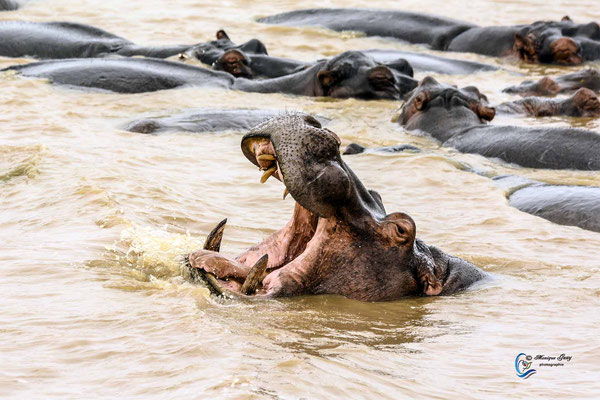 Hippopotame gueule ouverte