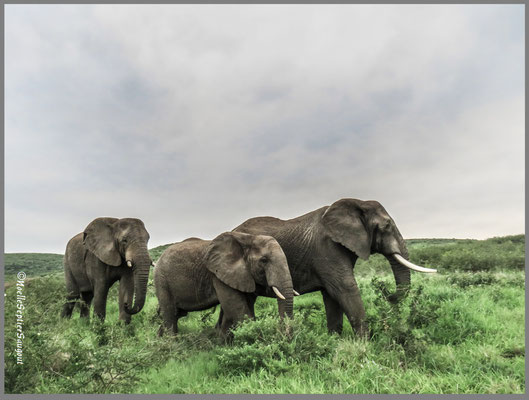 Noëlle Septier-Saugout - Les éléphants de Thula Thula