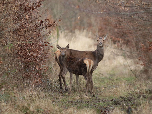 Laurent Charpentier - Canon 7dmk2.f4.1/250s.800iso.300mm. Biche et son petit