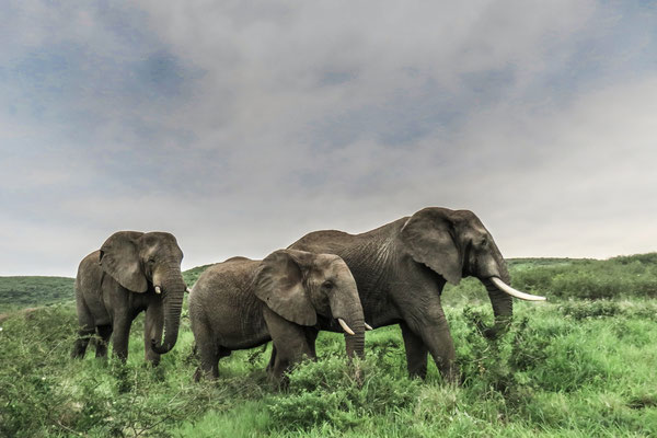 Les éléphants de Thula Thula