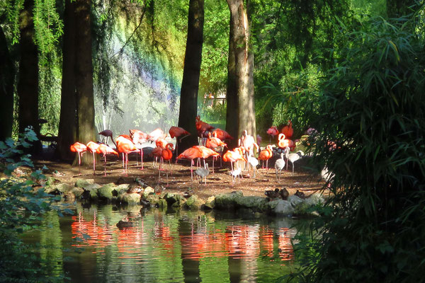 Dany Bellamy, L’Iles aux Flamants rose