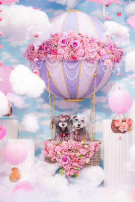 『balloon〜空飛ぶワンコ』