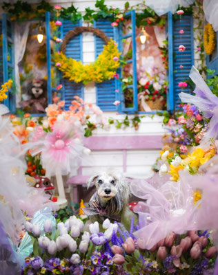『Fantasy Garden』