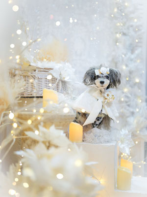 『Glistening Snow』