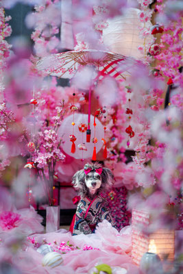 『桜🌸桜🌸ひな祭り」