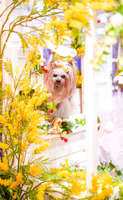 『Fantasy Garden』