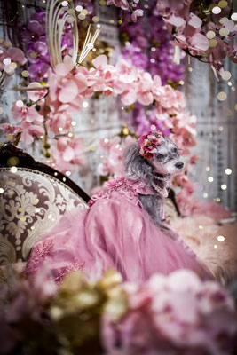 『Phalaenopsis』