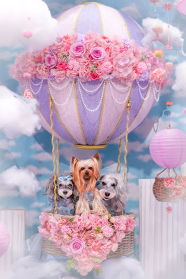 『balloon〜空飛ぶワンコ』