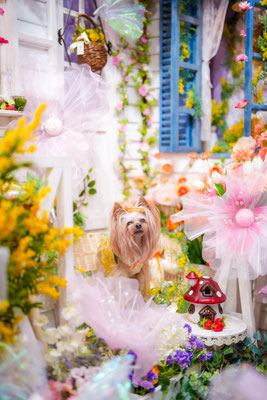『Fantasy Garden』