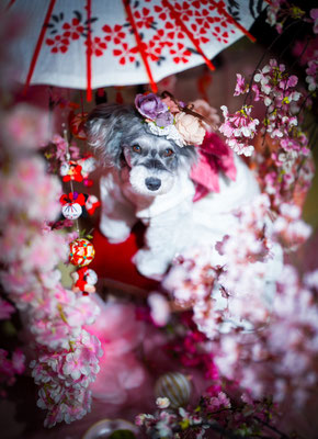『桜🌸桜🌸ひな祭り」