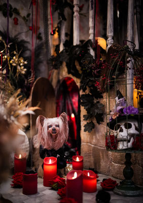 『Halloween』