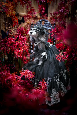 『Red Spider lily×Black Swallowtail』