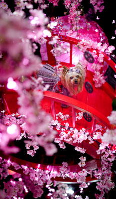 『夜桜🌸』