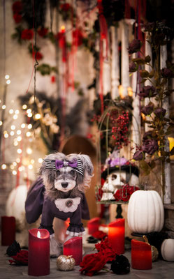 『Halloween』
