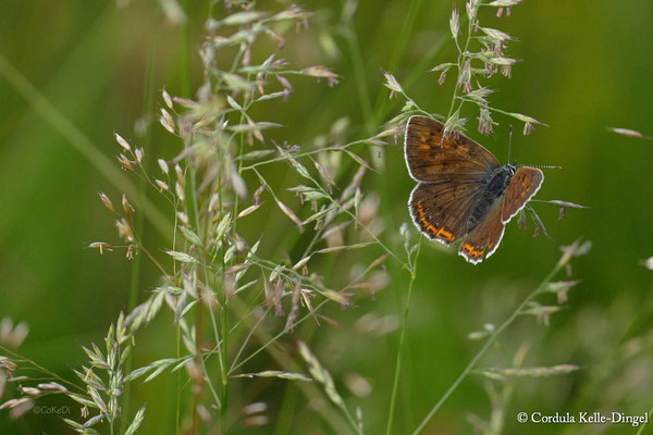 Weibchen des Violetten Feuerfalter (Lycaena alciphron)