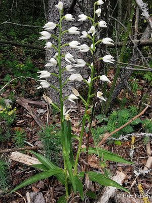 Schwertblättriges Waldvöglein (Cephalanthera longifolia)