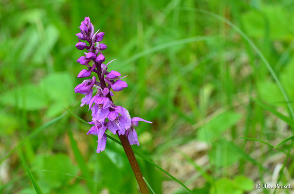 Manns-Knabenkraut (Orchis mascula)