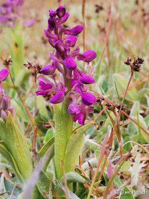 Kleines Knabenkraut (Anacamptis morio)