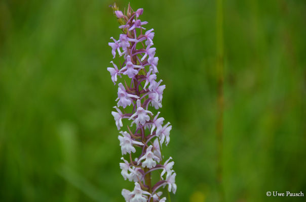 Mücken-Händelwurz (Gymnadenia conopsea)