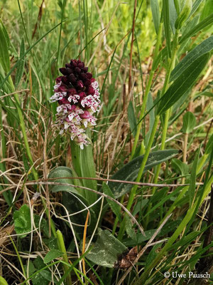 Brand-Knabenkraut (Neotinea ustulata)