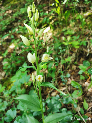 Bleiches Waldvöglein (Cephalanthera damasonium)