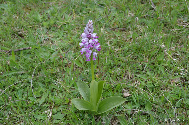 Helm-Knabenkraut (Orchis militaris)