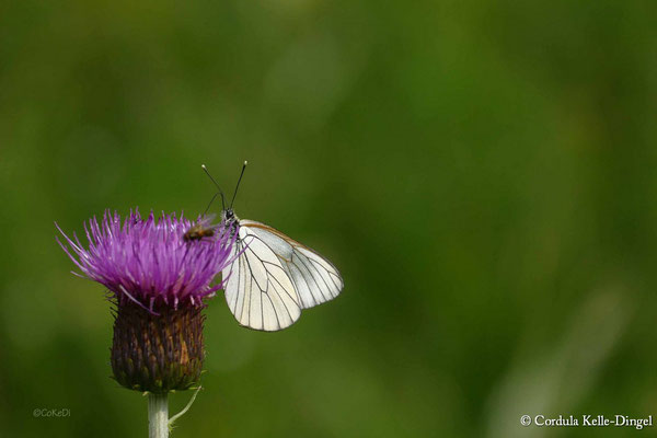 Baumweißling (Aporia crataegi)