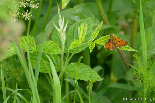 Braunkolbiger Braundickkopffalter (Thymelicus sylvestris)