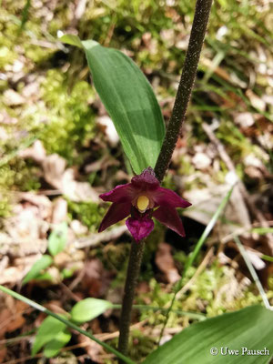 Braunrote Ständelwurz (Epipactis atrorubens)