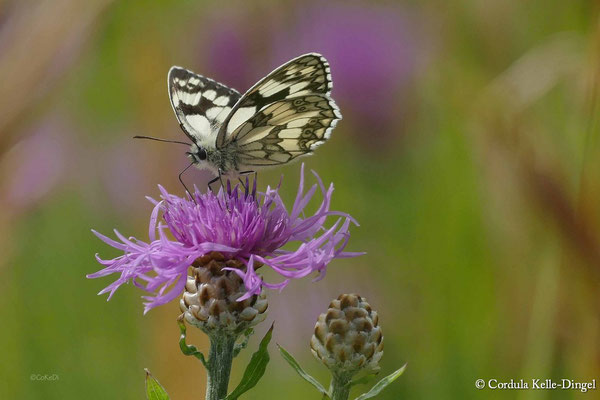 Schachbrettfalter (Melanargia galathea) auf Perücken-Flockenblume (Perückenflockenblume)