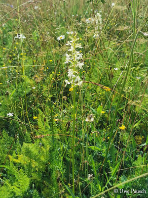 Zweiblättrige Waldhyazinthe Offenlandsippe (Platanthera bifolia)