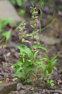 Breitblättige Ständelwurz (Epipactis helleborine)