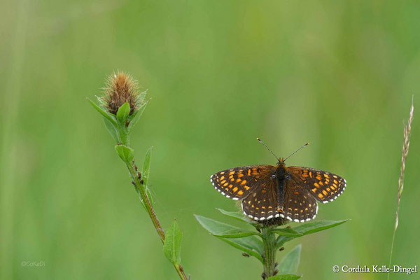 Baldrian-Scheckenfalter (Melitaea diamina)