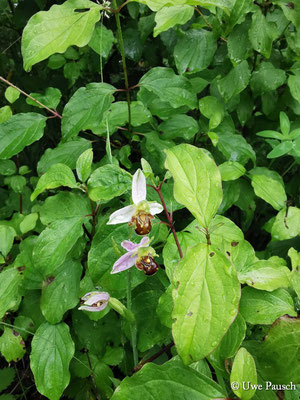 Bienen-Ragwurz (Ophrys apifera)