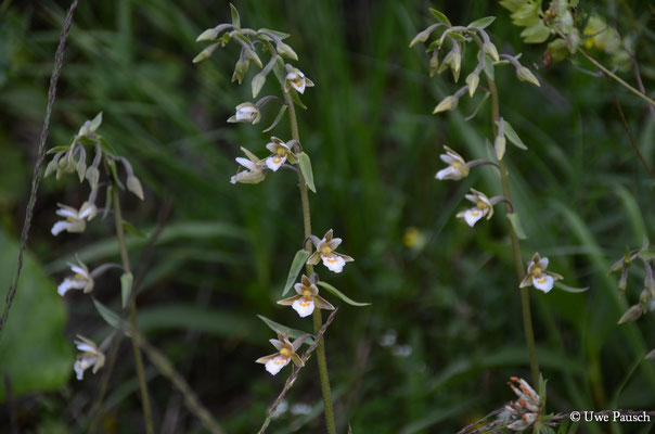 Sumpf-Ständelwurz (Epipactis palustris)