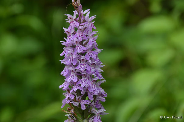 Fuchs' Knabenkraut (Dactylorhiza fuchsii)