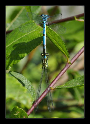 Accouplement de Demoiselles, Mâle en haut