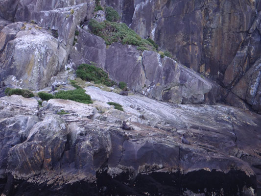 Seehunde auf den Felsen