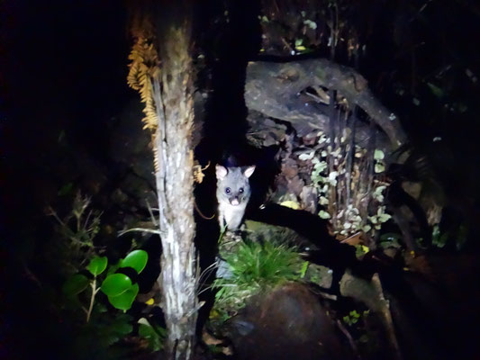 Weit entfernt von einem Kiwi, aber genauso niedlich: ein Possum :) 