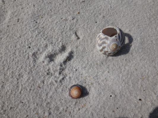 Ein Strandstillleben