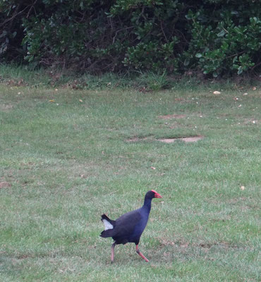 Ein Sumpfhuhn, Pukeku auf dem Campingplatz