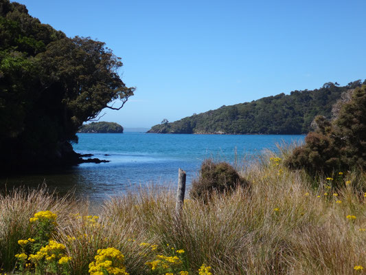 Am Maori Beach... noch eine Brücke und ein Berg und wir sind am Campingplatz 