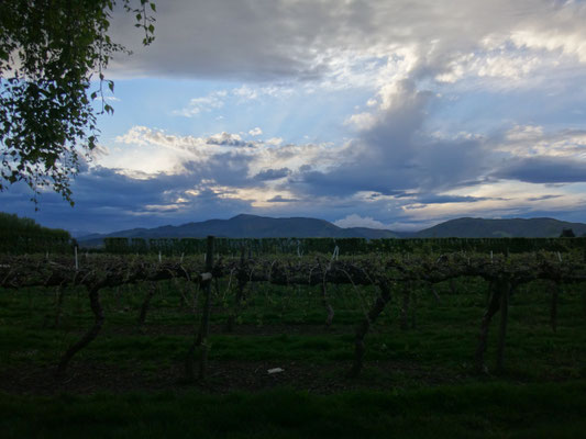 Ausblick vom Van auf eine Kiwiplantage